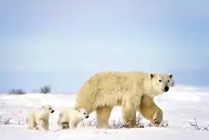 Cubs Prints: A polar bear with two tiny cubs run along the snow covered tundra in Wapusk National Park