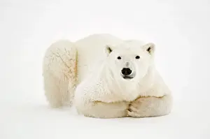 Hudson Bay Prints: Polar Bear (Ursa maritimus) on sub-arctic Hudson Bay ice, Churchill, Manitoba, Canada