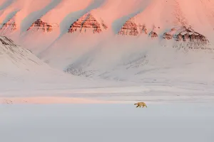 Images Dated 30th May 2018: Polar bear (ursus maritimus) in Billefjorden, near Pyramiden, in western Spitsbergen
