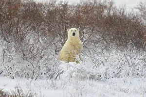 Windy Prints: Polar bear (Ursus maritimus), Churchill, Manitoba, Canada