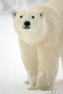 Environmental Prints: Polar bear (Ursus maritimus), Churchill, Manitoba, Canada