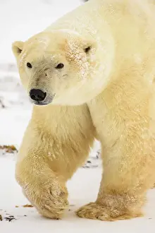 Beauty Prints: Polar Bear (Ursus maritimus) Curious individual approaching