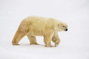 Curious Prints: Polar Bear (Ursus maritimus) Curious individual approaching