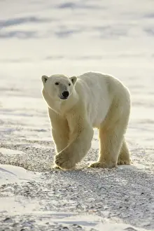 Curious Prints: Polar Bear (Ursus maritimus) Curious individual approaching