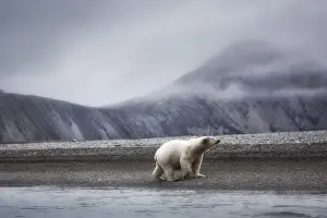 Arctic Ocean Prints: A polar bear (ursus maritimus) depicted on a beach in the high arctic in Northern