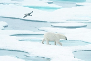 Sea Ice Prints: Polar bear (ursus maritimus), in eastern Greenland