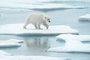 Sea Ice Prints: Polar bear (ursus maritimus), in eastern Greenland