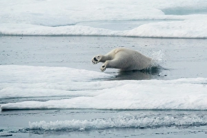 Polar Region Prints: Polar bear (ursus maritimus), in eastern Greenland