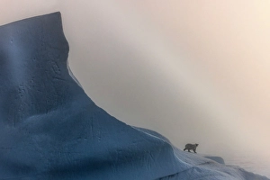 Sea Ice Prints: Polar bear (ursus maritimus), in eastern Greenland