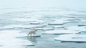 Sea Ice Prints: Polar bear (ursus maritimus), in eastern Greenland
