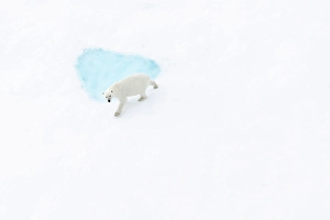 Polar Region Prints: Polar bear (ursus maritimus), in eastern Greenland