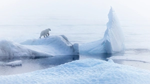 Polar Region Prints: Polar bear (ursus maritimus), in eastern Greenland