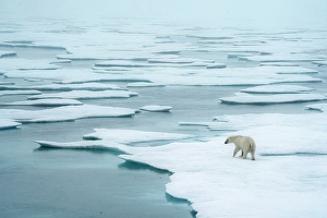 Polar Region Prints: Polar bear (ursus maritimus), in eastern Greenland