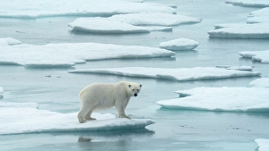Polar Region Prints: Polar bear (ursus maritimus), in eastern Greenland