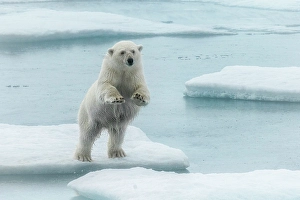 Polar Region Prints: Polar bear (ursus maritimus), in eastern Greenland