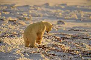 Hudson Bay Prints: Polar Bear (Ursus maritimus) Excavating day bed in seaweed