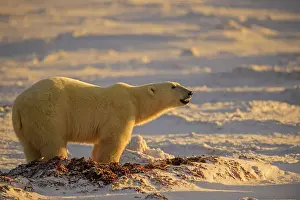 Hudson Bay Prints: Polar Bear (Ursus maritimus) Excavating day bed in seaweed