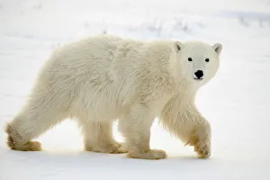 Polar bear (Ursus maritimus) First-year cub, Churchill, Manitoba, Canada