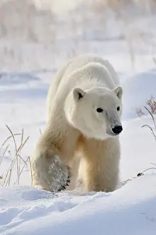 Hudson Bay Prints: Polar bear (Ursus maritimus) foraging for grass and berries under the snow