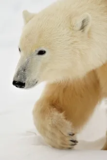 Environmental Prints: Polar bear (Ursus maritimus) foraging in the snow