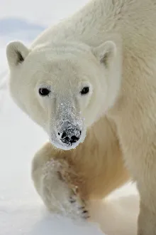 Environmental Prints: Polar bear (Ursus maritimus) foraging in the snow