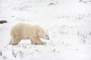 Frozen Tundra Prints: Polar bear (Ursus maritimus) on frozen tundra along the Hudson Bay Coast Churchill Manitoba