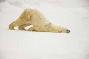 Hudson Bay Prints: Polar Bear (Ursus maritimus) Grooming behaviour