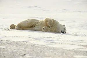 Hudson Bay Prints: Polar Bear (Ursus maritimus) Grooming behaviour