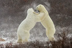 Hudson Bay Prints: Polar Bear (Ursus maritimus) Interaction and sparring
