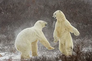 Beauty Prints: Polar Bear (Ursus maritimus) Interaction and sparring