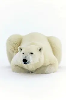 Environmental Prints: Polar bear (Ursus maritimus) Lying down along Hudson Bay coastline