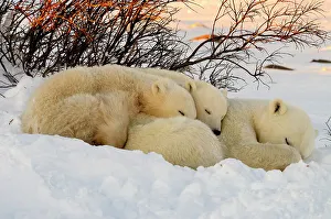Curious Prints: Polar bear (Ursus maritimus) Mother and cubs, Churchill, Manitoba, Canada