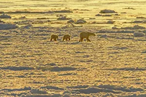 Hudson Bay Prints: Polar Bear (Ursus maritimus) Mother and cubs wandering Hudson Bay coastline waiting for the sea ice to form