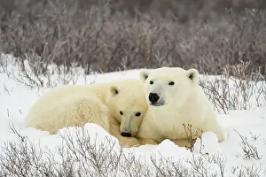 Arctic Animal Prints: Polar Bear (Ursus maritimus) Mother and yearling cub resting along the Hudson Bay coast
