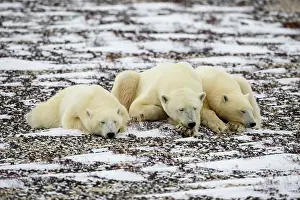 Arctic Animal Prints: Polar Bear (Ursus maritimus) Mother and yearling cubs resting along the Hudson Bay coast