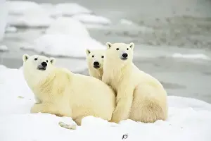 Arctic Animal Prints: Polar Bear (Ursus maritimus) Mother and yearling cubs resting along the Hudson Bay coast