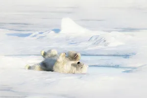 Sea Ice Prints: A polar bear (ursus maritimus) on the pack ice in Svalbard
