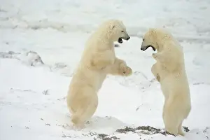 Windswept Prints: Polar bear (Ursus maritimus) Pair sparring/playfighting, Churchill, Manitoba, Canada