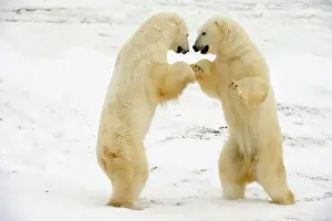 Windswept Prints: Polar bear (Ursus maritimus) Pair sparring/playfighting, Churchill, Manitoba, Canada