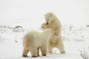 Windswept Prints: Polar bear (Ursus maritimus) Pair sparring/playfighting, Churchill, Manitoba, Canada