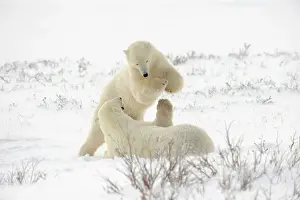 Windswept Prints: Polar bear (Ursus maritimus) Pair sparring/playfighting, Churchill, Manitoba, Canada