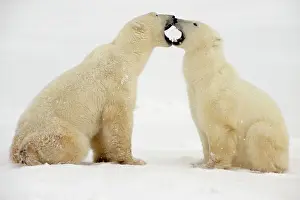 Environmental Prints: Polar bear (Ursus maritimus) Pair sparring/playfighting, Churchill, Manitoba, Canada