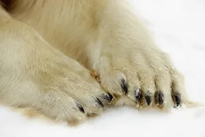 Environmental Prints: Polar bear (Ursus maritimus) Paw detail