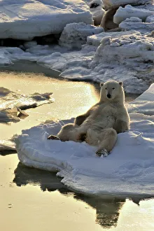 Nanook Prints: Polar bear (Ursus maritimus) Realaxed by open water
