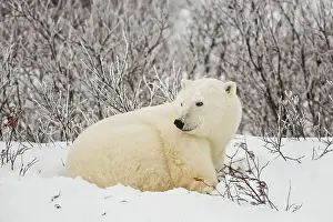 Windswept Prints: Polar bear (Ursus maritimus) Resting in snow along Hudson Bay coastline