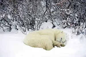 Windswept Prints: Polar bear (Ursus maritimus) Resting in snow along Hudson Bay coastline