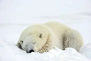 Windswept Prints: Polar bear (Ursus maritimus) Resting in snow along Hudson Bay coastline