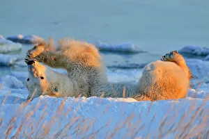 Environmental Prints: Polar bear (Ursus maritimus) Rolling in snow