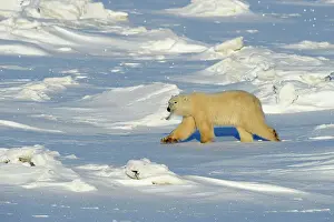 Wandering Prints: Polar bear (Ursus maritimus), Seal River Heritage Lodge, Churchill, Manitoba, Canada