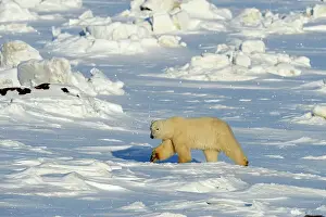 Wandering Prints: Polar bear (Ursus maritimus), Seal River Heritage Lodge, Churchill, Manitoba, Canada